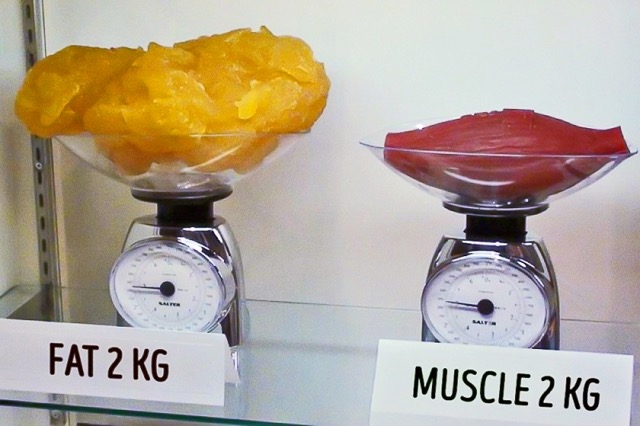 Différence densité muscle VS graisse