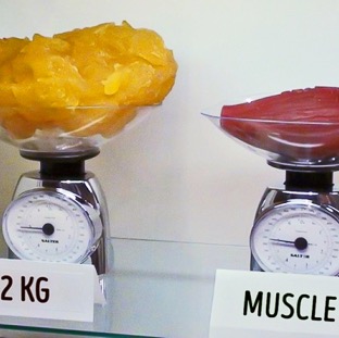 Différence densité muscle VS graisse